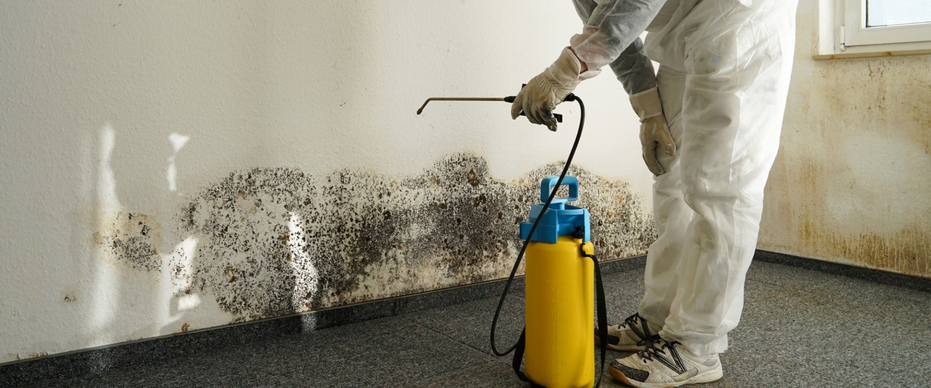 how-much-mold-is-too-much-mold-in-a-house