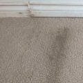 How to Repair Water Damaged Carpet Quickly and Effectively